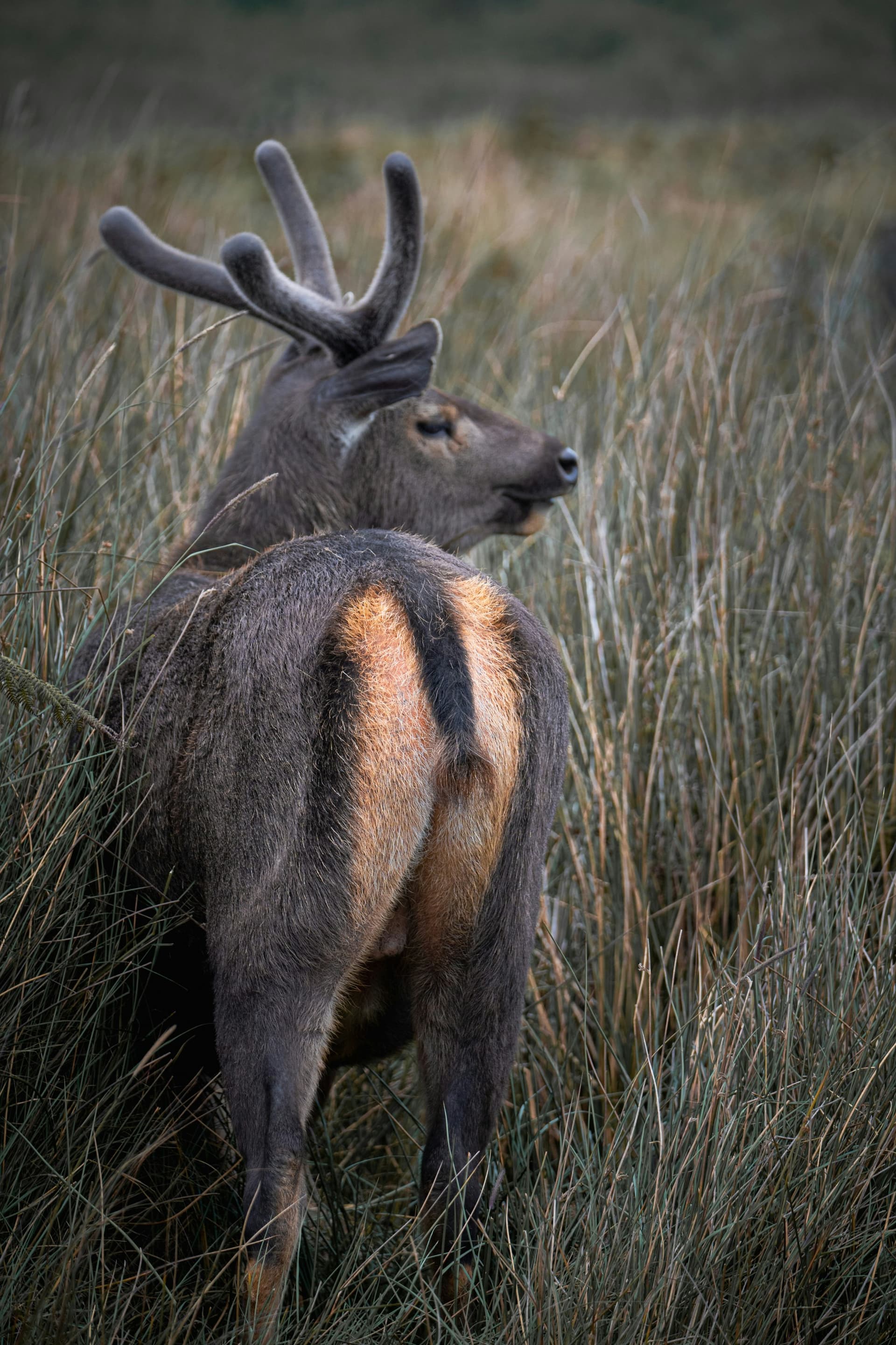 Horton Plains