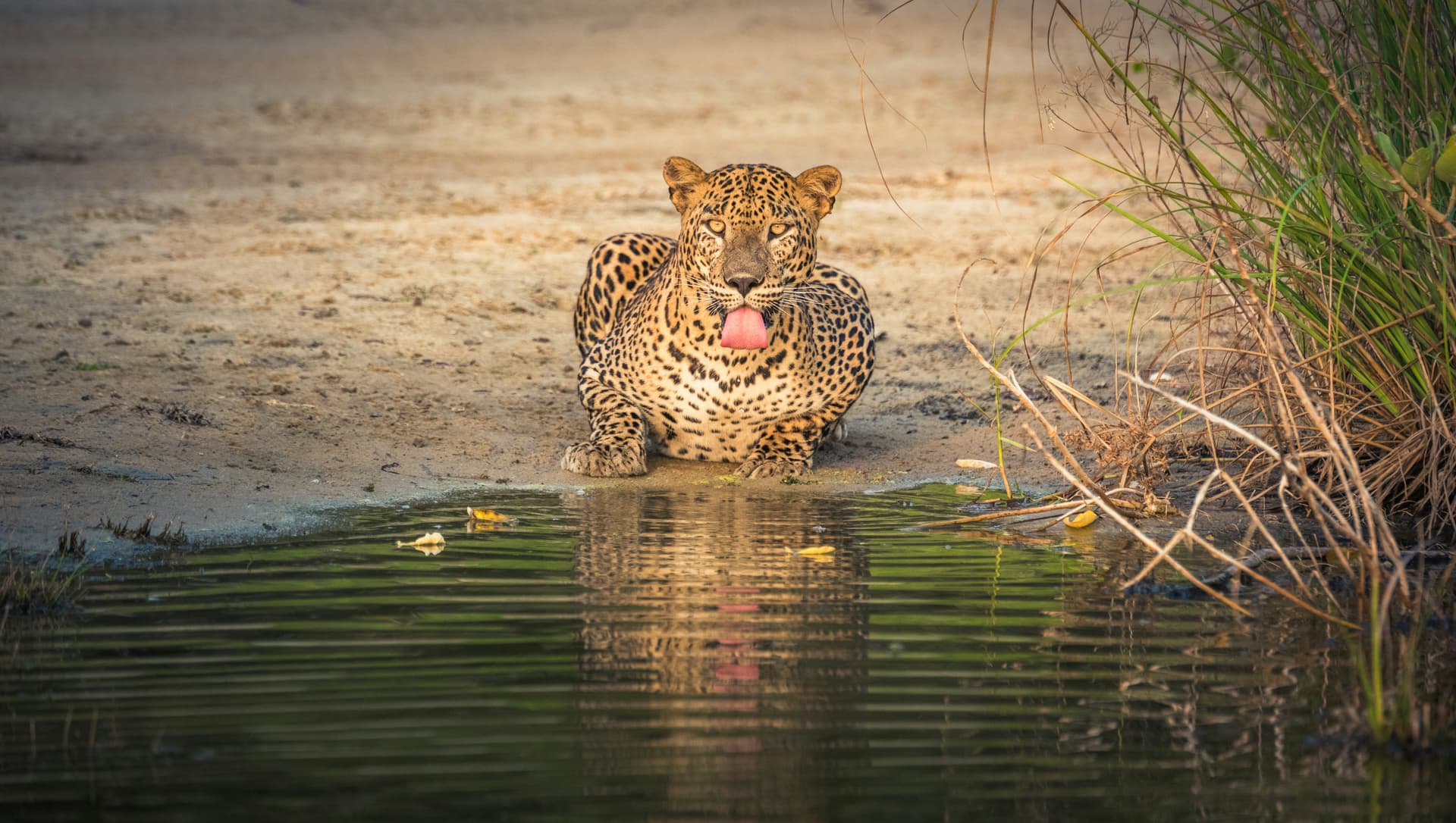 Wilpattu